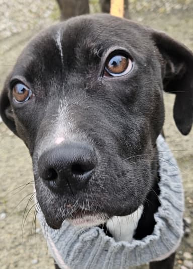 pendle dogs in need Logo